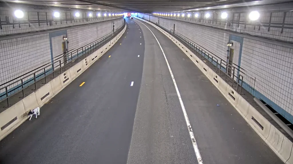 Cățel salvat dintr-un tunel aglomerat din Boston după ce a alergat în sens greșit printre mașini