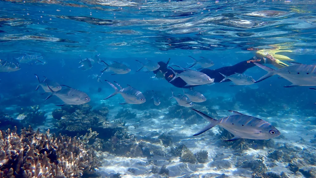 O aventură de la deșert la mare pe celălalt recif australian